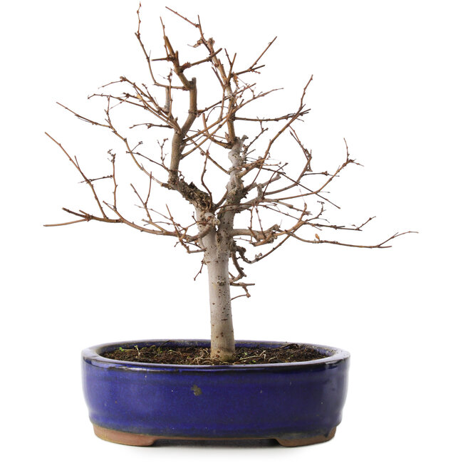 Zelkova serrata, 20,5 cm, ± 8 ans
