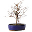 Zelkova serrata, 20,5 cm, ± 8 jaar oud