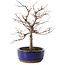 Zelkova serrata, 20,5 cm, ± 8 jaar oud