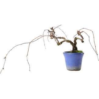 Parthenocissus, 9,5 cm, ± 8 jaar oud