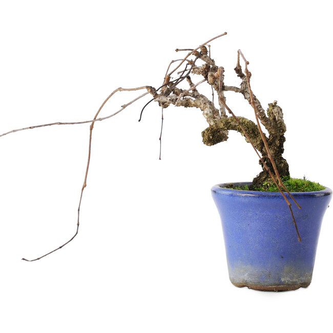 Parthenocissus, 9,5 cm, ± 8 years old