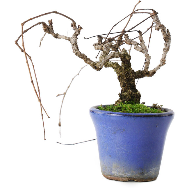 Parthenocissus, 9,5 cm, ± 8 ans