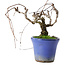 Parthenocissus, 9,5 cm, ± 8 años