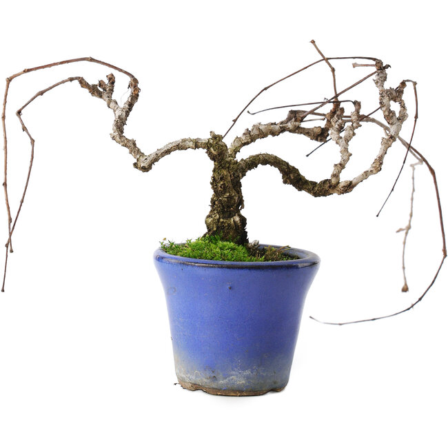 Parthenocissus, 9,5 cm, ± 8 jaar oud