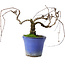 Parthenocissus, 9,5 cm, ± 8 años