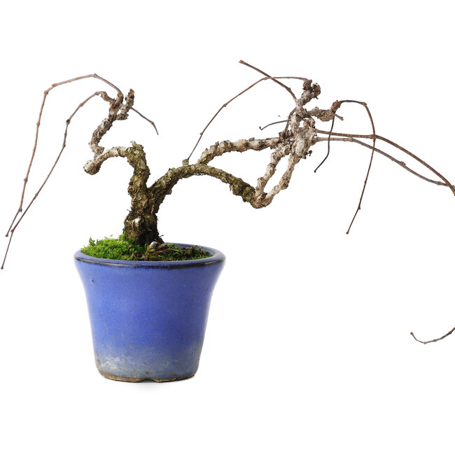 Parthenocissus, 9,5 cm, ± 8 ans