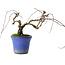 Parthenocissus, 9,5 cm, ± 8 años