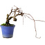 Parthenocissus, 9,5 cm, ± 8 años