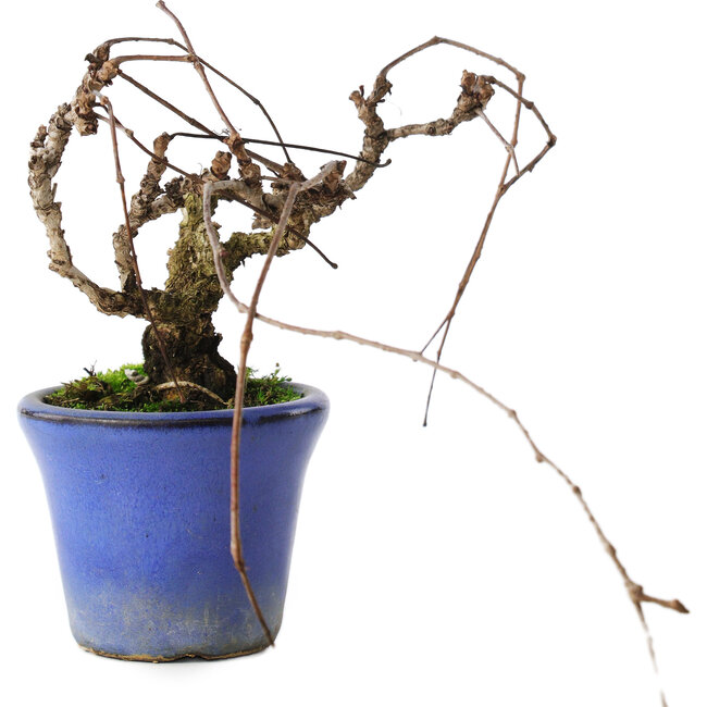 Parthenocissus, 9,5 cm, ± 8 Jahre alt