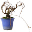 Parthenocissus, 9,5 cm, ± 8 años