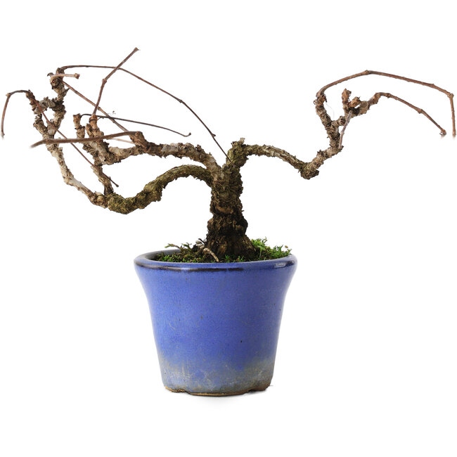 Parthenocissus, 9,5 cm, ± 8 Jahre alt