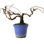 Parthenocissus, 9,5 cm, ± 8 años