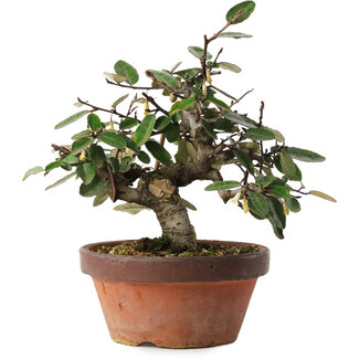 Mario Komsta Elaeagnus, 17,5 cm, ± 8 jaar oud