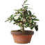 Elaeagnus, 17,5 cm, ± 8 anni, cresciuto e modellato personalmente da Mario Komsta