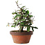 Elaeagnus, 17,5 cm, ± 8 anni, cresciuto e modellato personalmente da Mario Komsta