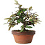 Elaeagnus, 17,5 cm, ± 8 anni, cresciuto e modellato personalmente da Mario Komsta