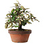 Elaeagnus, 17,5 cm, ± 8 anni, cresciuto e modellato personalmente da Mario Komsta