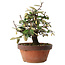 Elaeagnus, 17,5 cm, ± 8 anni, cresciuto e modellato personalmente da Mario Komsta