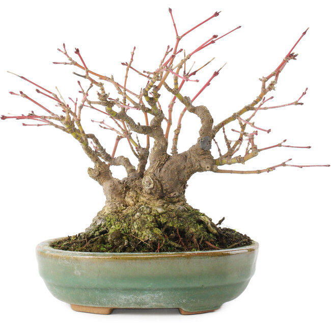 Acer palmatum, 14,3 cm, ± 35 years old