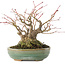 Acer palmatum, 14,3 cm, ± 35 years old