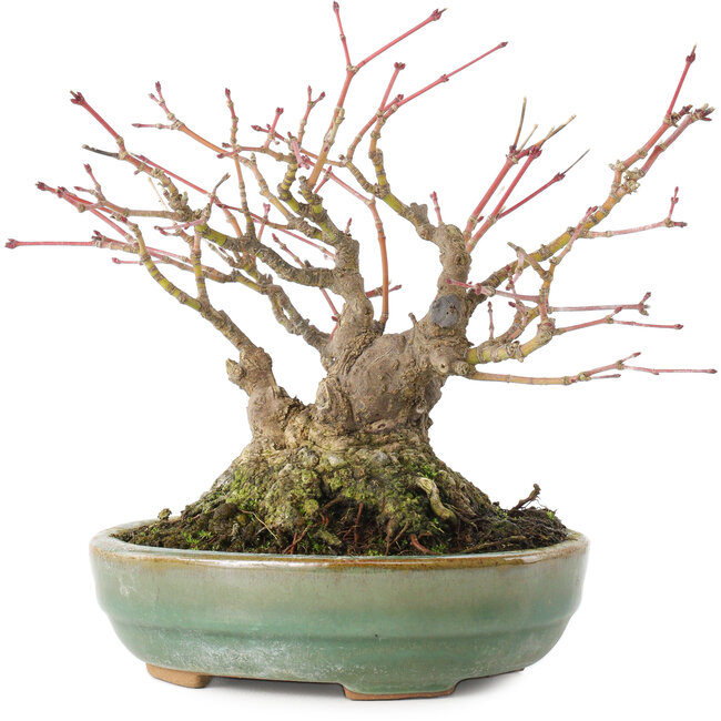 Acer palmatum, 14,3 cm, ± 35 jaar oud