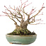 Acer palmatum, 14,3 cm, ± 35 years old