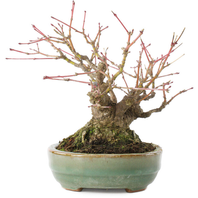 Acer palmatum, 14,3 cm, ± 35 anni