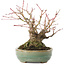 Acer palmatum, 14,3 cm, ± 35 years old
