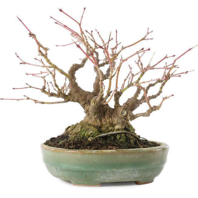 Acer palmatum, 14,3 cm, ± 35 años