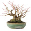 Acer palmatum, 14,3 cm, ± 35 years old