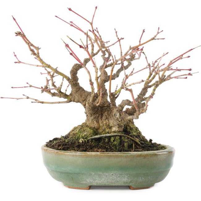 Acer palmatum, 14,3 cm, ± 35 jaar oud