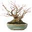 Acer palmatum, 14,3 cm, ± 35 years old