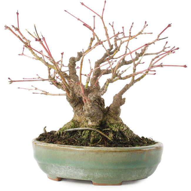 Acer palmatum, 14,3 cm, ± 35 años