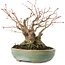 Acer palmatum, 14,3 cm, ± 35 years old
