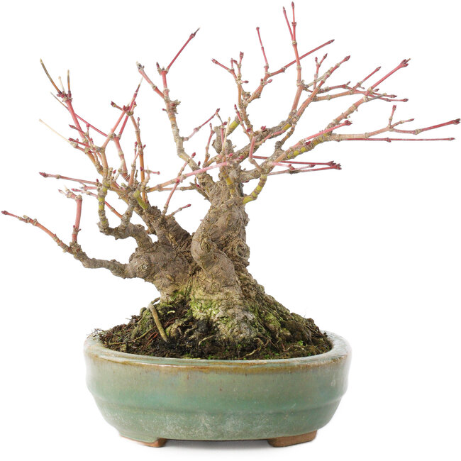 Acer palmatum, 14,3 cm, ± 35 jaar oud