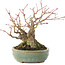 Acer palmatum, 14,3 cm, ± 35 años