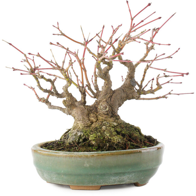 Acer palmatum, 14,3 cm, ± 35 years old