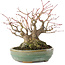 Acer palmatum, 14,3 cm, ± 35 years old