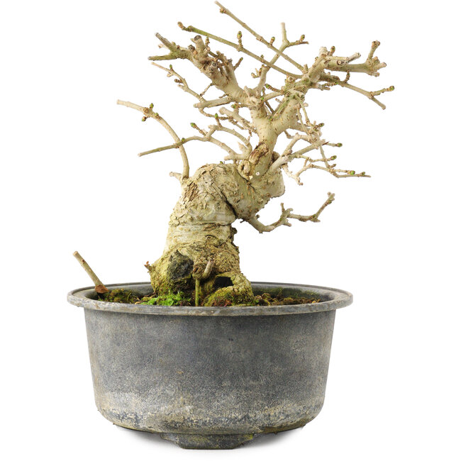 Ligustro, 13,5 cm, ± 12 años