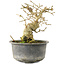 Ligustrum, 13,5 cm, ± 12 jaar oud