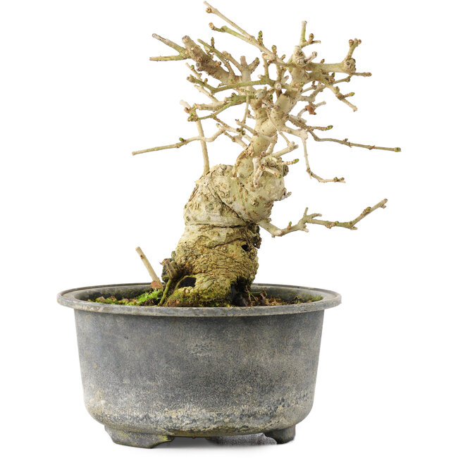Ligustrum, 13,5 cm, ± 12 anni