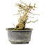 Ligustrum, 13,5 cm, ± 12 jaar oud