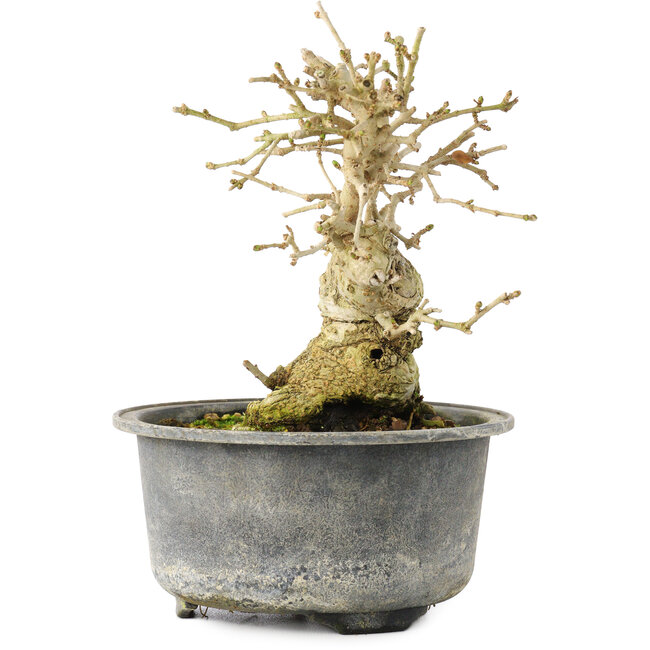 Ligustro, 13,5 cm, ± 12 años