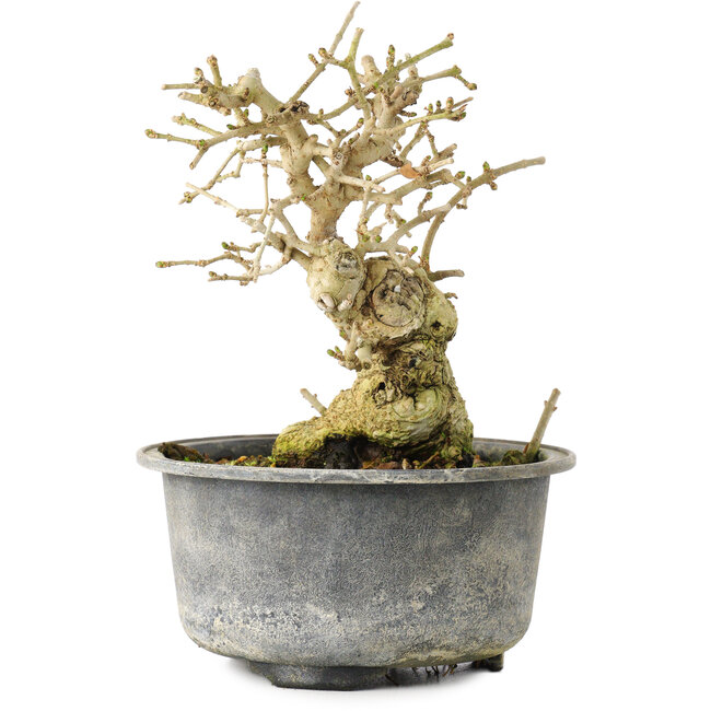 Ligustrum, 13,5 cm, ± 12 years old