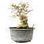 Ligustrum, 13,5 cm, ± 12 jaar oud