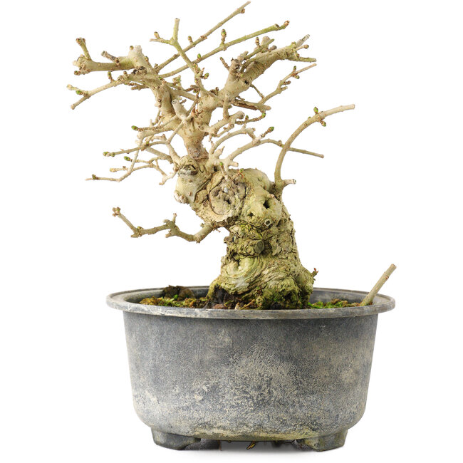 Ligustrum, 13,5 cm, ± 12 anni