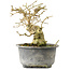 Ligustrum, 13,5 cm, ± 12 jaar oud