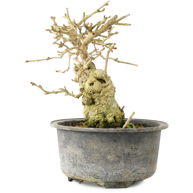 Ligustrum, 13,5 cm, ± 12 anni