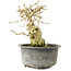 Ligustrum, 13,5 cm, ± 12 jaar oud