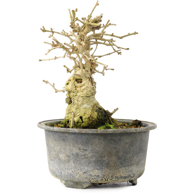 Ligustrum, 13,5 cm, ± 12 ans
